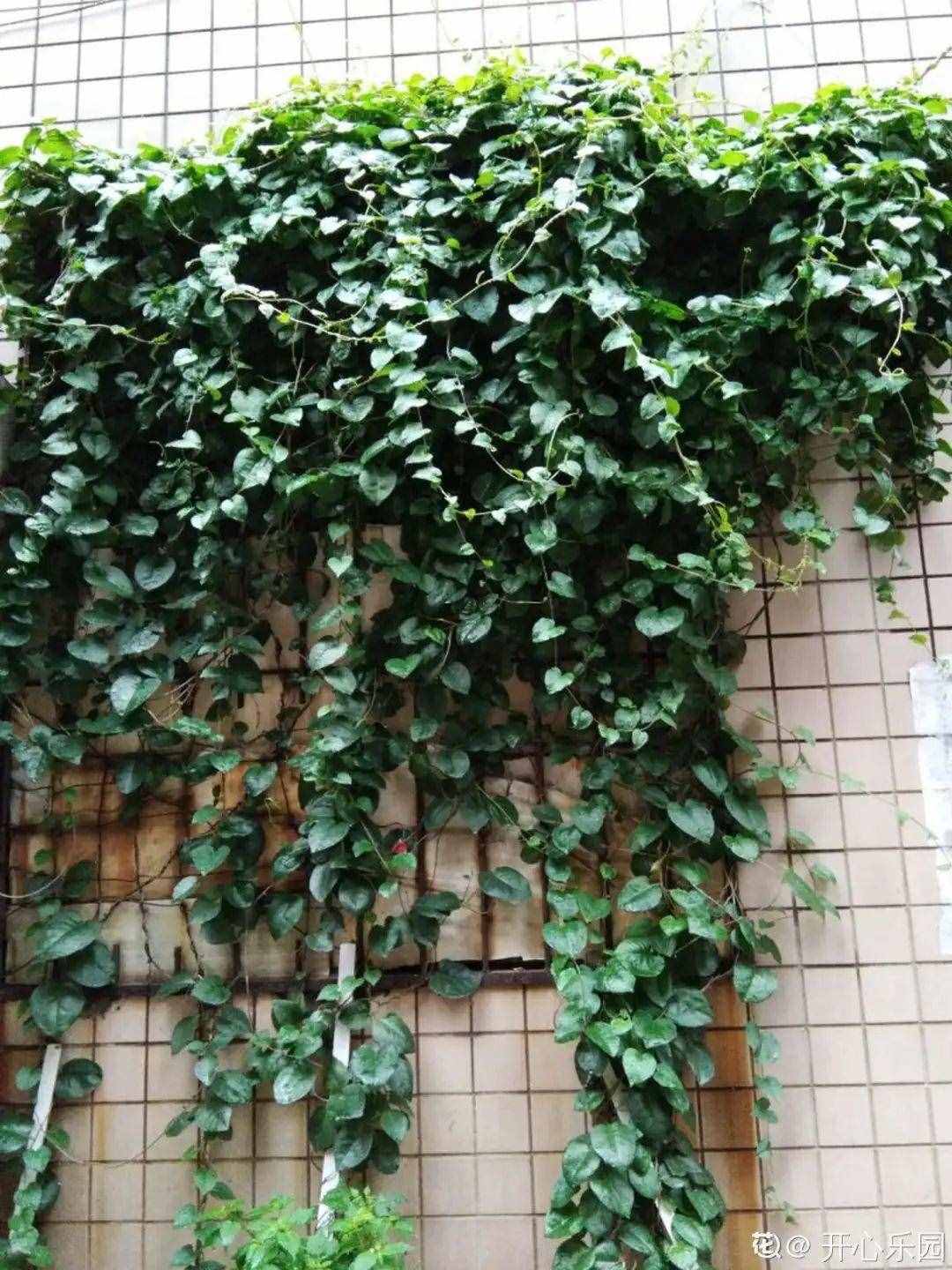 家里养些牵牛花，夏天变成绿窗帘，遮阴特凉快