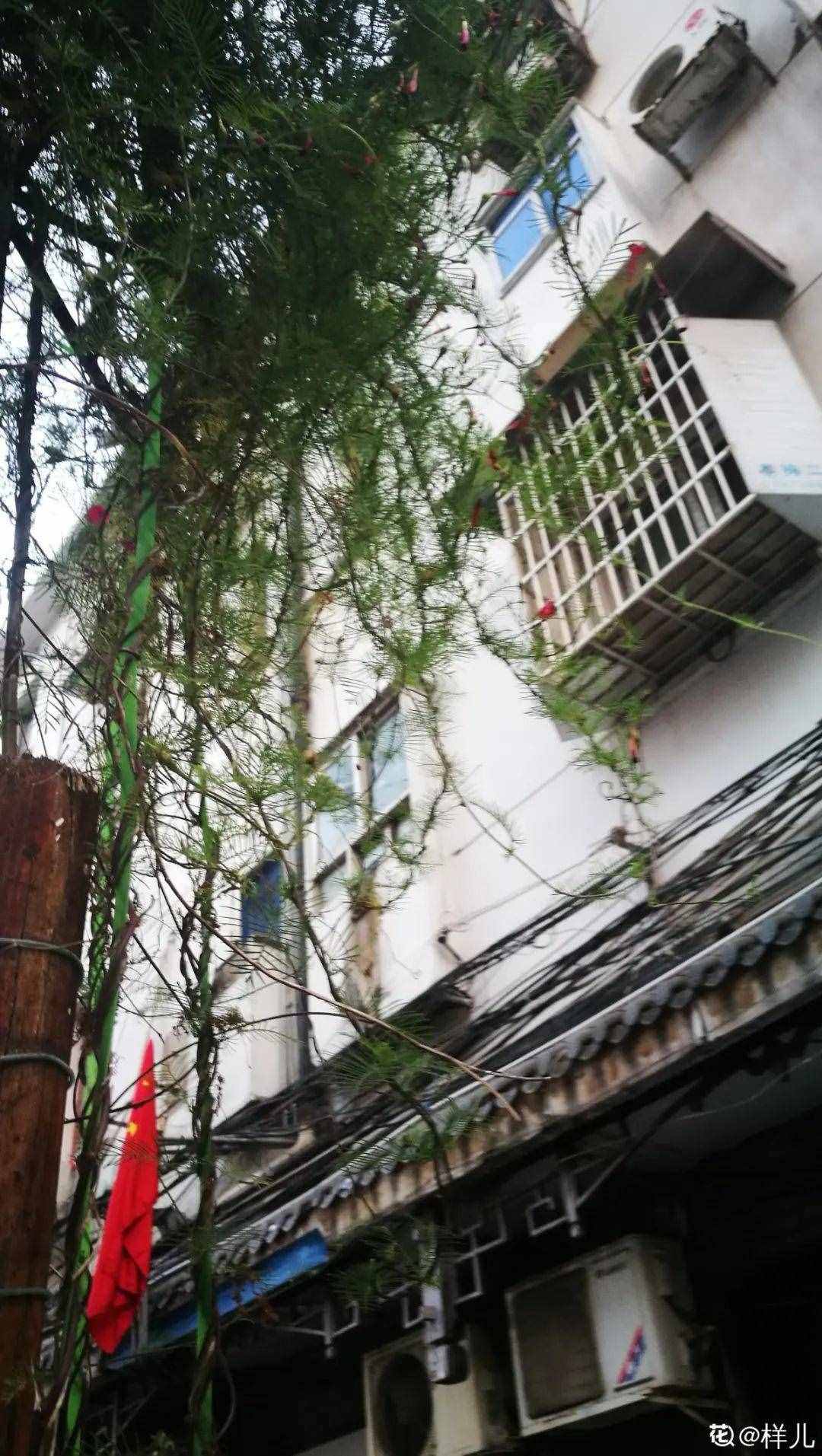 家里养些牵牛花，夏天变成绿窗帘，遮阴特凉快