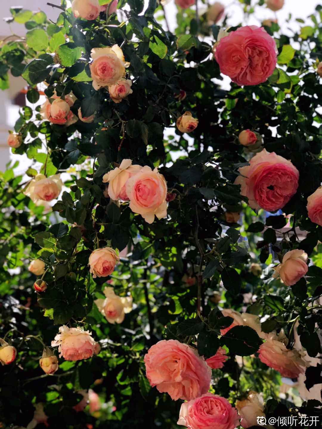 家里养些牵牛花，夏天变成绿窗帘，遮阴特凉快
