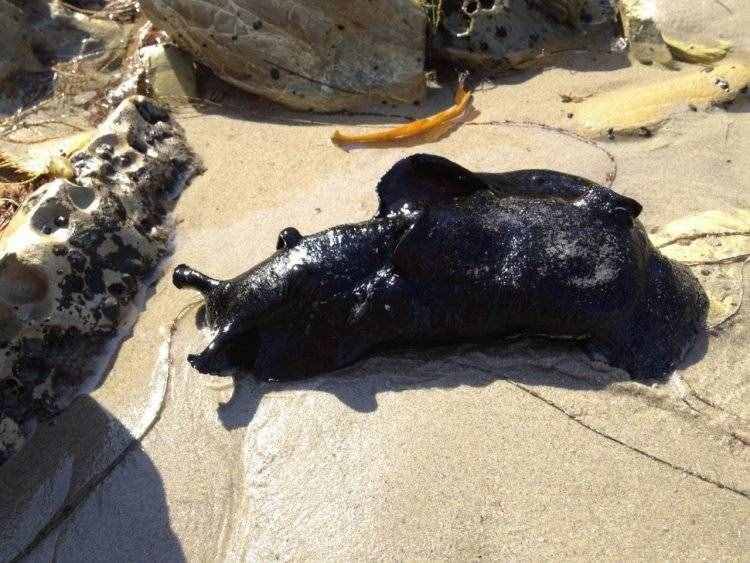 大如兔子的黑海蛞蝓犹如外星生物，看上去软绵绵却是制毒高手