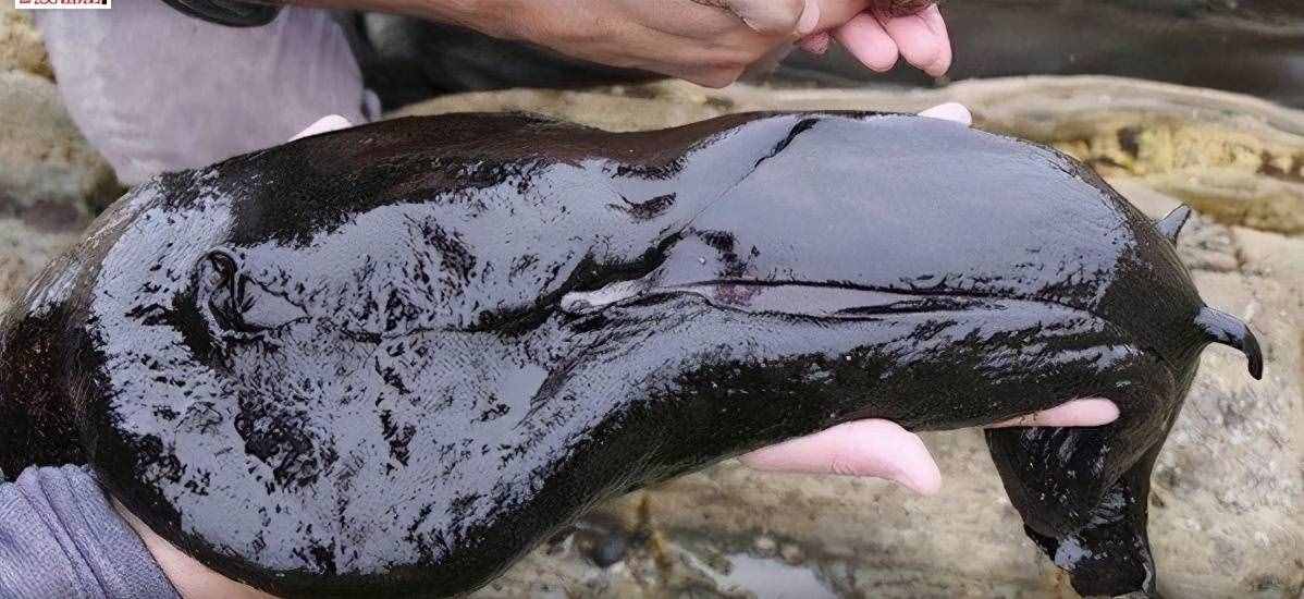 大如兔子的黑海蛞蝓犹如外星生物，看上去软绵绵却是制毒高手