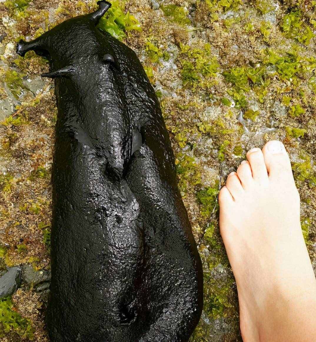 大如兔子的黑海蛞蝓犹如外星生物，看上去软绵绵却是制毒高手