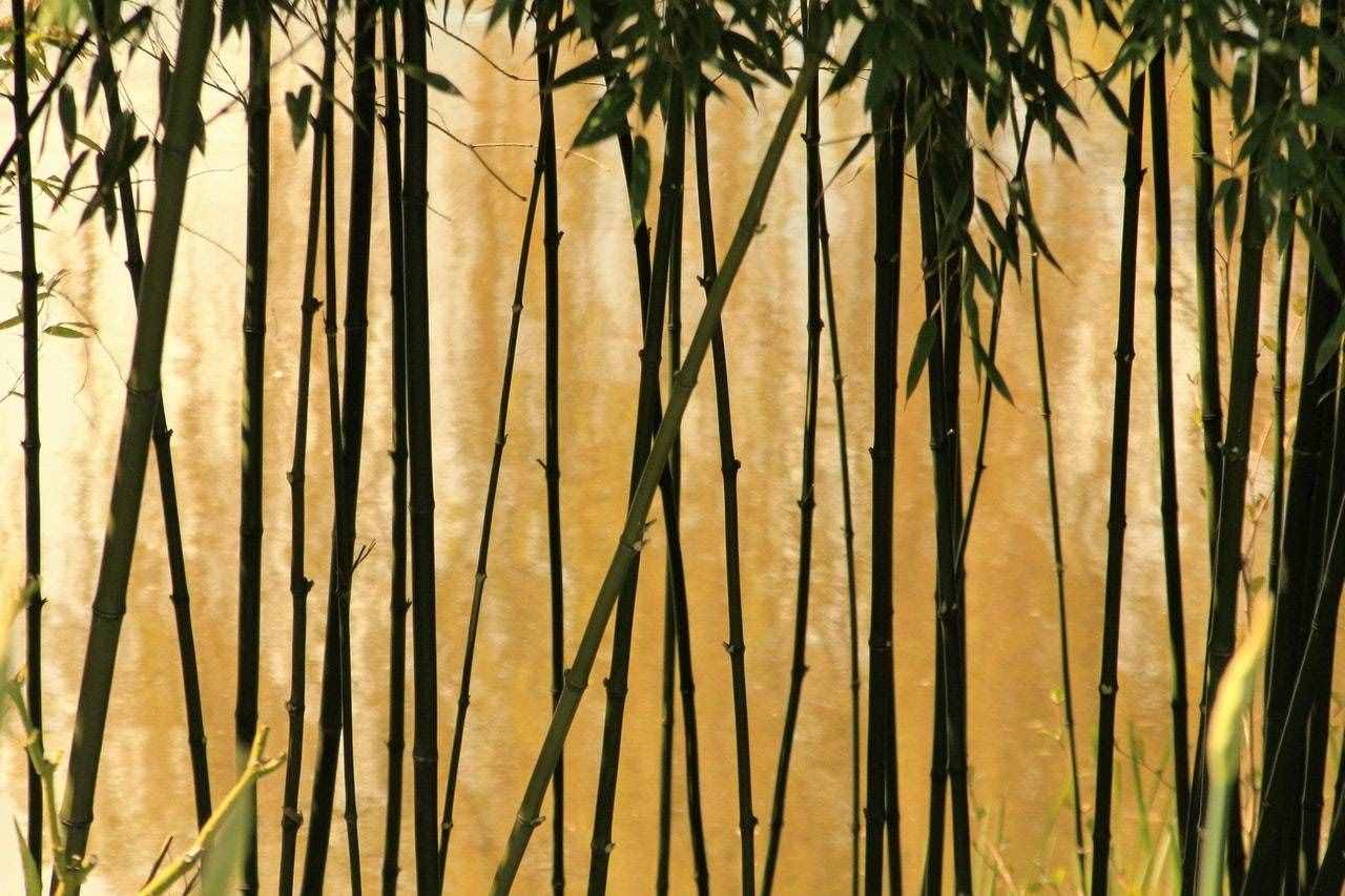 一课译词：胸有成竹