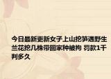 今日最新更新女子上山挖笋遇野生兰花挖几株带回家种被拘 罚款1千判多久