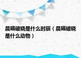 晨曦破晓是什么时辰（晨曦破晓是什么动物）