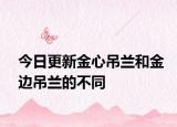 今日更新金心吊兰和金边吊兰的不同