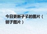 今日更新孑孓的图片（刨子图片）