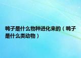 鸭子是什么物种进化来的（鸭子是什么类动物）