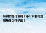 麻利树是什么树（小叶麻利树到底是什么样子的）