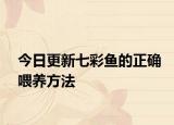 今日更新七彩鱼的正确喂养方法