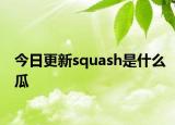 今日更新squash是什么瓜