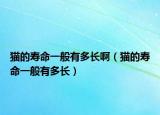 猫的寿命一般有多长啊（猫的寿命一般有多长）