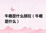 牛瘪是什么部位（牛瘪是什么）