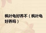 枫叶龟好养不（枫叶龟好养吗）