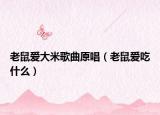 老鼠爱大米歌曲原唱（老鼠爱吃什么）