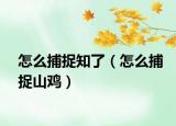 怎么捕捉知了（怎么捕捉山鸡）