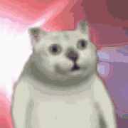 这只网红猫猫到底出自哪里？看完这篇，我感觉奇怪的知识增加了