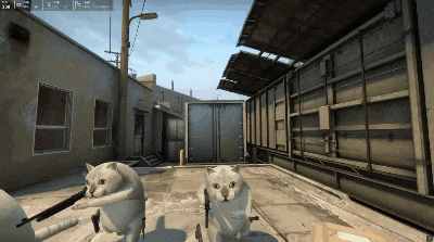 这只网红猫猫到底出自哪里？看完这篇，我感觉奇怪的知识增加了