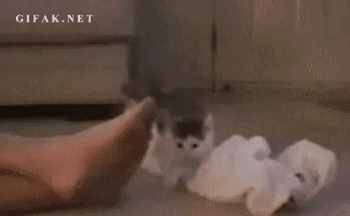 辟谣：脚臭让猫咪一脸恶心？这是它对“脚气”感兴趣的裂唇嗅反应
