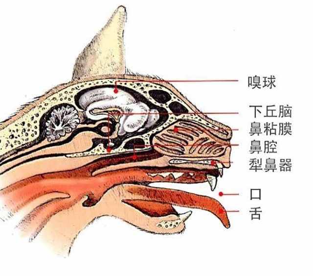 辟谣：脚臭让猫咪一脸恶心？这是它对“脚气”感兴趣的裂唇嗅反应