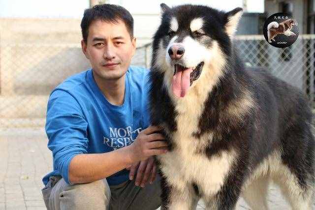 带你了解真正的阿拉斯加雪橇犬