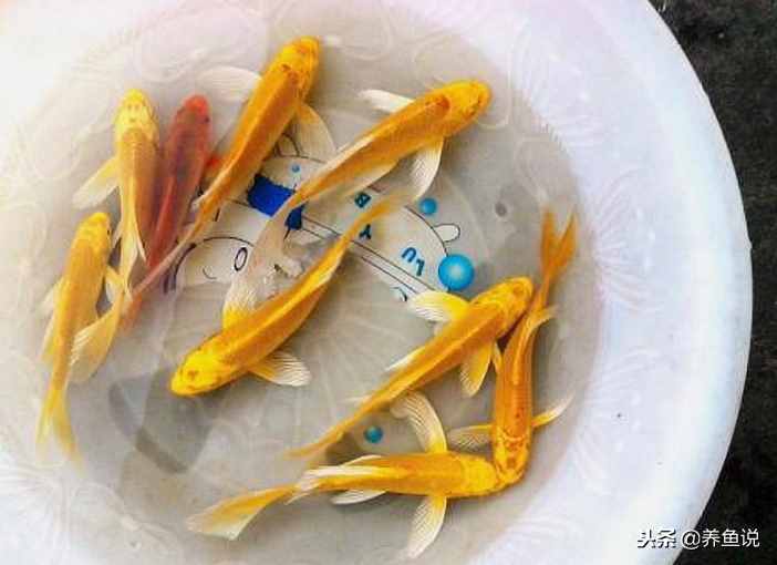 新手养鱼什么鱼好养？这儿有3种给你选，养死都难