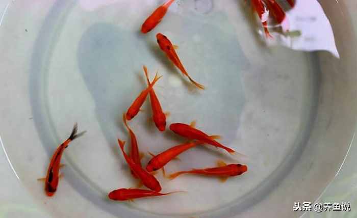 新手养鱼什么鱼好养？这儿有3种给你选，养死都难