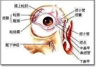 为什么眼皮跳个不停？你可能得了这3种病