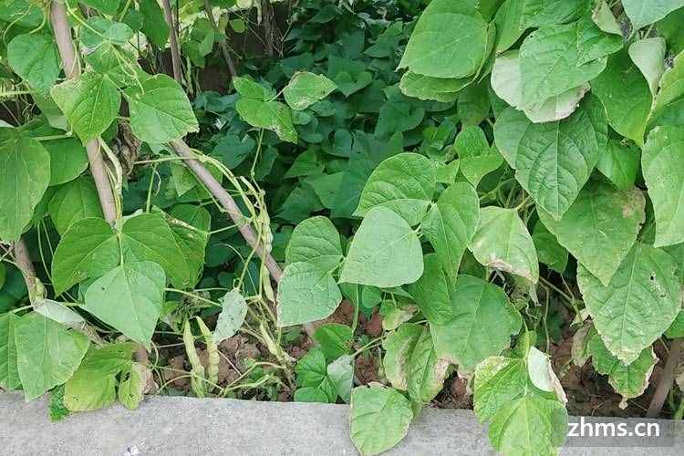 四季豆的营养价值