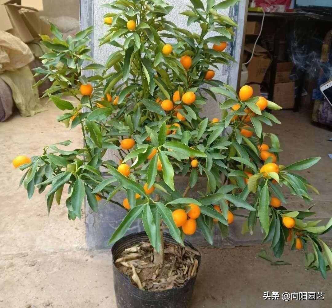 花市买的金桔树，养了1个月，叶子都掉了，赶紧浇点食醋水