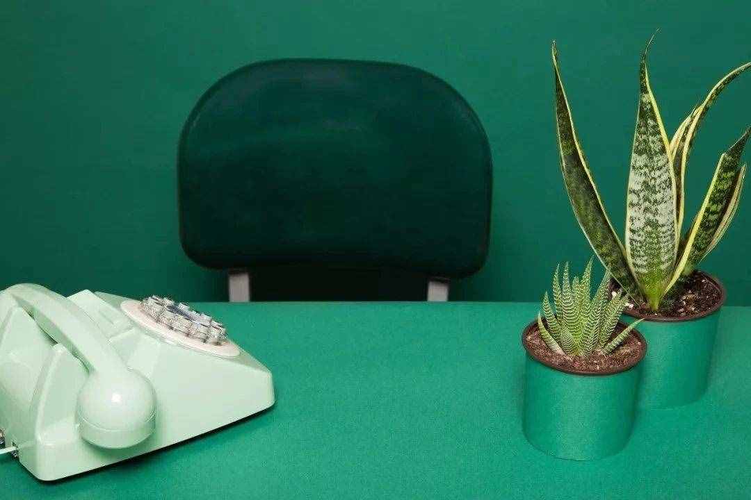 几种在夜晚释放氧气的植物，养在卧室里都不用担心