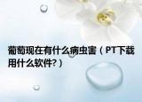 葡萄现在有什么病虫害（PT下载用什么软件?）