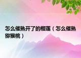怎么催熟开了的榴莲（怎么催熟猕猴桃）