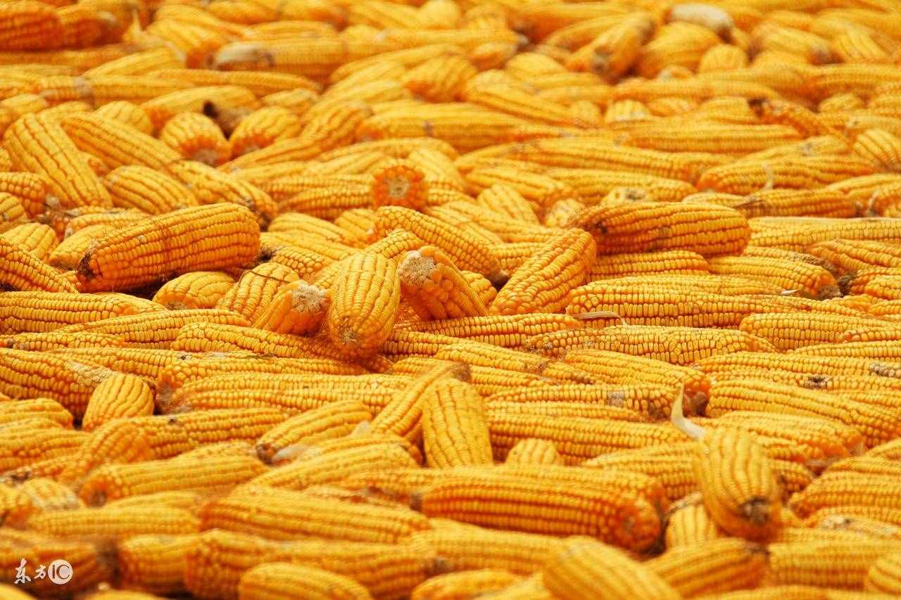 很黄，很给力，玉米的营养价值你知道吗？