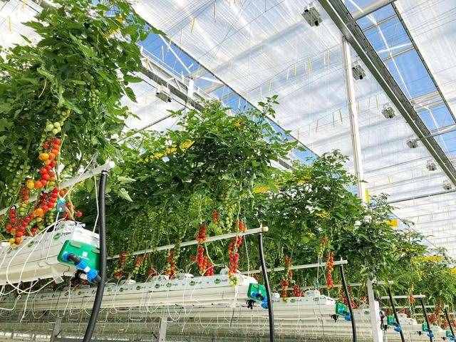 做农业要搞明白什么是大棚蔬菜，及高效合理的栽植技术要点