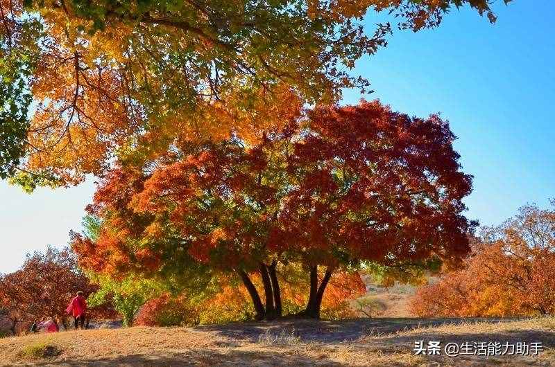 曾子杀猪的故事告诉我们什么道理呢？