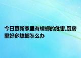 今日更新家里有蟑螂的危害,厨房里好多蟑螂怎么办