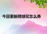 今日更新绣球花怎么养