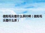 信阳毛尖是什么茶叶啊（信阳毛尖是什么茶）