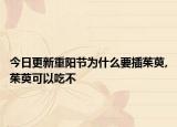 今日更新重阳节为什么要插茱萸,茱萸可以吃不