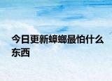 今日更新蟑螂最怕什么东西