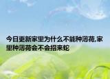 今日更新家里为什么不能种薄荷,家里种薄荷会不会招来蛇
