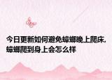 今日更新如何避免蟑螂晚上爬床,蟑螂爬到身上会怎么样
