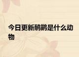 今日更新鸸鹋是什么动物