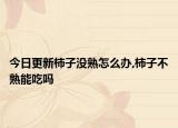 今日更新柿子没熟怎么办,柿子不熟能吃吗