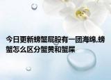 今日更新螃蟹屁股有一团海绵,螃蟹怎么区分蟹黄和蟹屎