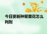 今日更新种罂粟花怎么判刑
