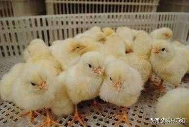 小鸡怎么喂养好？