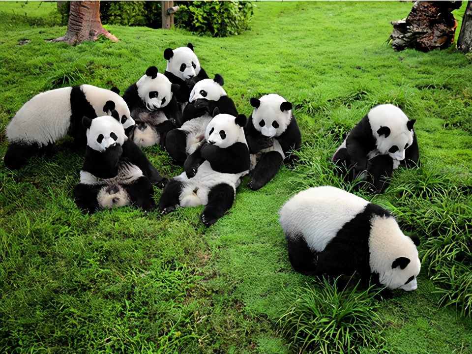 奇怪的知识又增加了！大熊猫的交配与繁衍，不愧是国宝