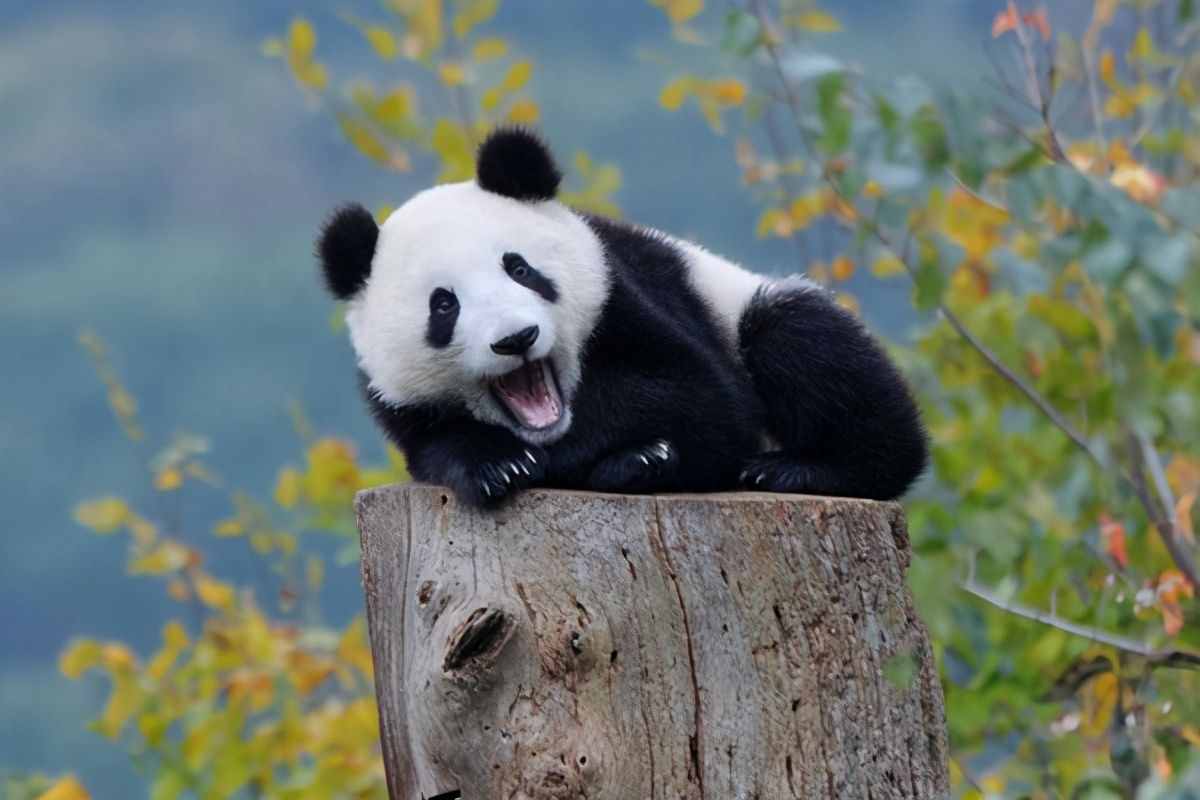 奇怪的知识又增加了！大熊猫的交配与繁衍，不愧是国宝